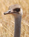 Ostrich