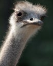 Ostrich