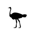 Ostrich silhouette. ostrich logo