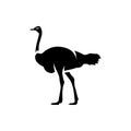 Ostrich silhouette. ostrich logo