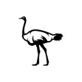 Ostrich silhouette. ostrich logo