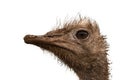 Ostrich Royalty Free Stock Photo