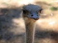 Ostrich