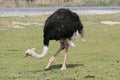 Ostrich Royalty Free Stock Photo