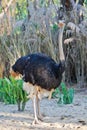 An African ostrich stands on the sand staring ahead.