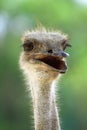 Ostrich