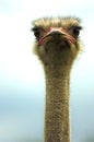 Ostrich Royalty Free Stock Photo