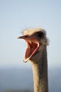 Ostrich Royalty Free Stock Photo