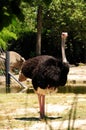 Ostrich