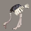 Ostrich