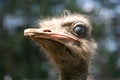 Ostrich Royalty Free Stock Photo