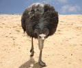 Ostrich Royalty Free Stock Photo