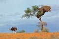 Ostrich and Acacia tree