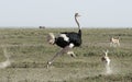 Ostrich Royalty Free Stock Photo