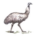 Ostrich animals Australia birds illustration hand drawn separately on white background nature