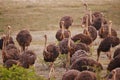 Ostrich, animals on field and nature with flock in South Africa, indigenous with wildlife landscape and tourism. Travel