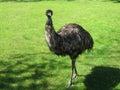 Ostrich. Animals. Knowledge of nature. Through the eyes of nature