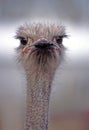 Ostrich with Attitude Royalty Free Stock Photo