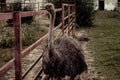 an ostrich in an aviary with an open beak Royalty Free Stock Photo