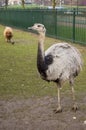 Ostrich and in background a brown sheep Royalty Free Stock Photo