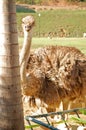 Ostrich at Baluarte zoo in Vigan, Ilocos Sur, Philippines Royalty Free Stock Photo