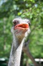 ostrich beak animal smile cute