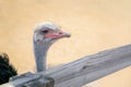 Ostrich behind fence