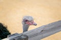 Ostrich behind fence