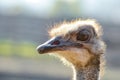 Ostrich behind a wooden fence in the zoo looks around