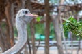 Ostrich is bending his neck to peck green leaves as feeding, his eyes is staring at the tourist Royalty Free Stock Photo