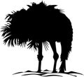 Ostrich Biding Head in Sand Royalty Free Stock Photo