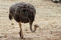Ostrich Big Bird Royalty Free Stock Photo