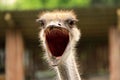 Ostrich Royalty Free Stock Photo