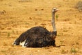 Ostrich bird