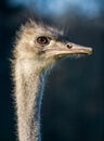 Ostrich bird animal head portrait