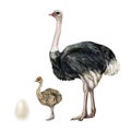 Ostrich bird with baby and egg hand drawn watercolor set. Realistic African big bird with newborn baby illustration Royalty Free Stock Photo