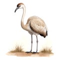Ostrich bird in Cartoon style in watercolor style in cartoon style. Cute Little Cartoon Ostrich bird in Cartoon style in Royalty Free Stock Photo