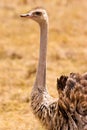 Ostrich bird in closeup