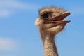 Ostrich bird in closeup