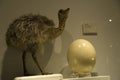 Ostrich bird and egg sample