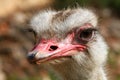 Head of an ostrich bird