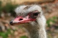 Head of an ostrich bird