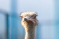 Ostrich bird front portrait on the farm blue background. Ostrich head and neck. Royalty Free Stock Photo