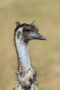 Ostrich bird head