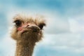 Ostrich bird head and neck front portrait Royalty Free Stock Photo