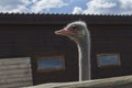 Ostrich bird head and neck front portrait in the farm Royalty Free Stock Photo