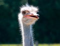 Ostrich bird head and neck front portrait in the farm Royalty Free Stock Photo