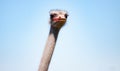 Ostrich bird head and neck front portrait in the farm Royalty Free Stock Photo