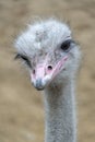 Ostrich bird head and neck front portrait outside Royalty Free Stock Photo