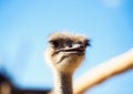 ostrich bird head and neck front portrait in the park Royalty Free Stock Photo